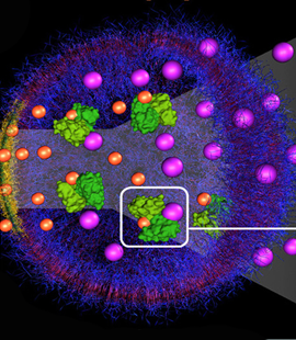 Battaglia chemotactic nanoparticles